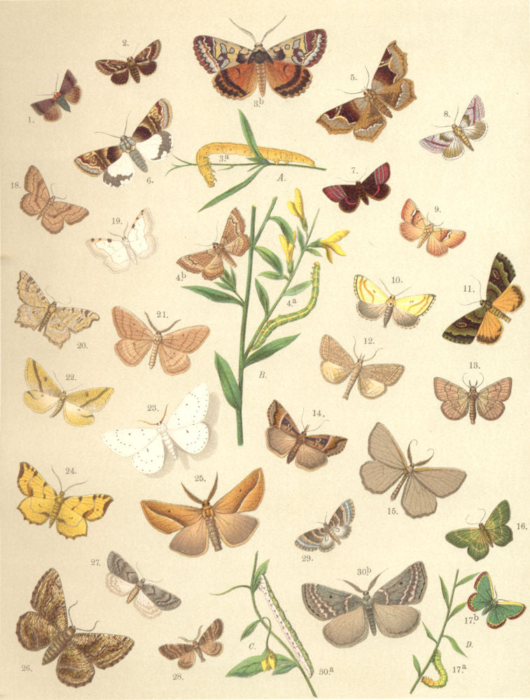 MOTHS. Geometrae;Purple-barred;Clay Fan-foot;Buttoned Snout;Scallop;Peacock 1903